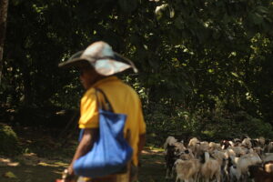 Een man bij een kudde schapen